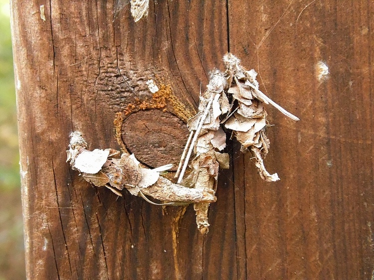 Astucci di Psychidae?  S:  cfr. Canephora hirsuta